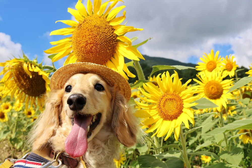 ひまわり園PhotoContest | Join the Photo Contest — Explore Kuguno